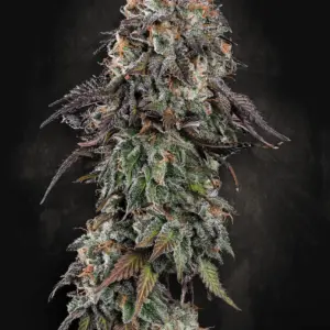 White Noise 10er Paradise Seeds