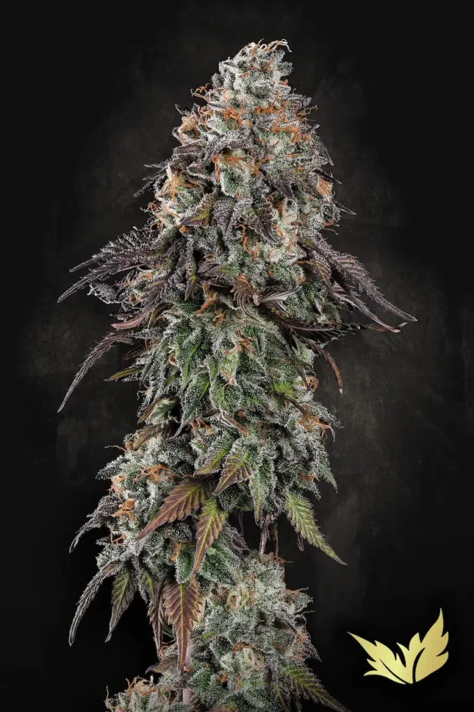 White Noise von Paradise Seeds
