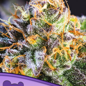Yuhbary 3er Anesia Seeds