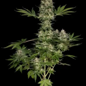 Jacky White 10er Paradise Seeds