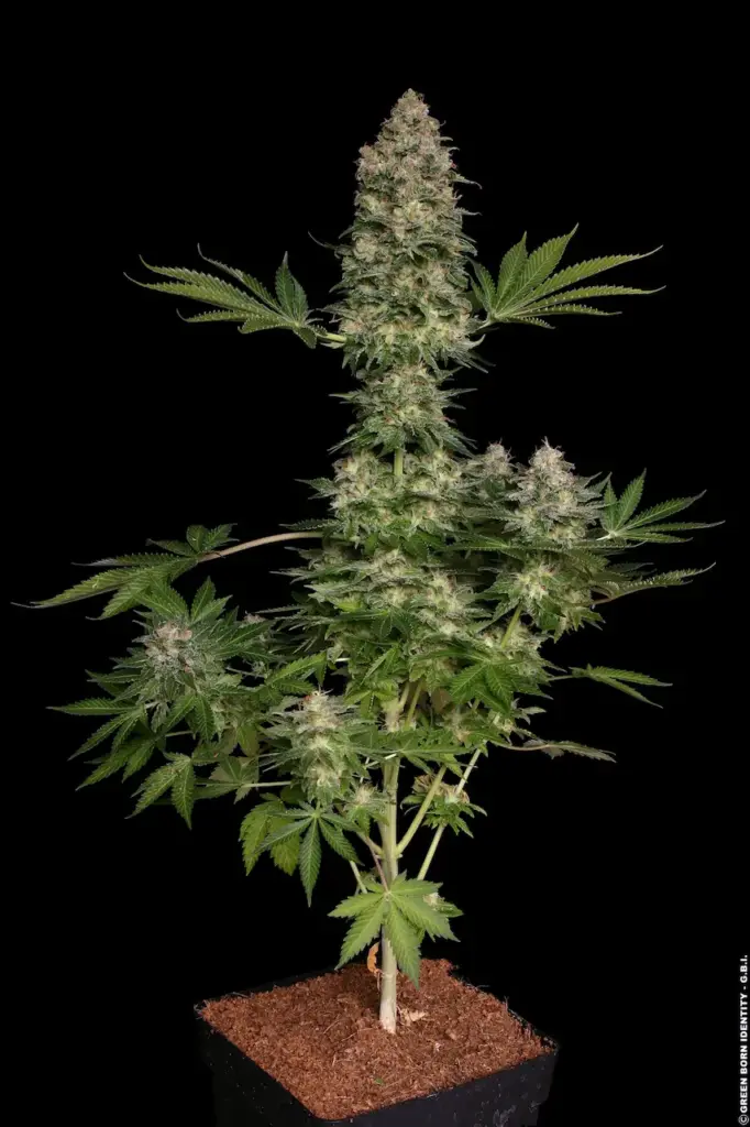 Jacky White von Paradise Seeds