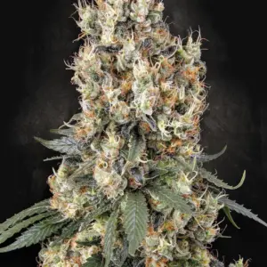 Mendocino Skunk 10er Paradise Seeds