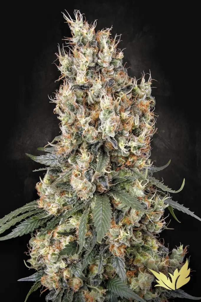 Mendocino Skunk von Paradise Seeds
