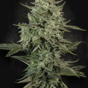 Mendo Creme 10er Paradise Seeds