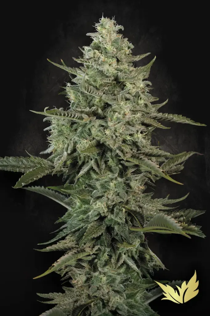 Mendo Crème von Paradise Seeds