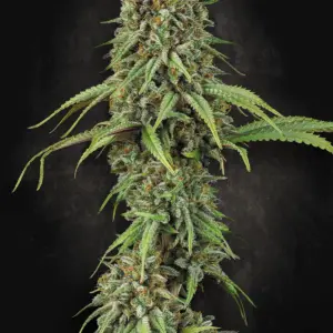 Momo 10er Paradise Seeds