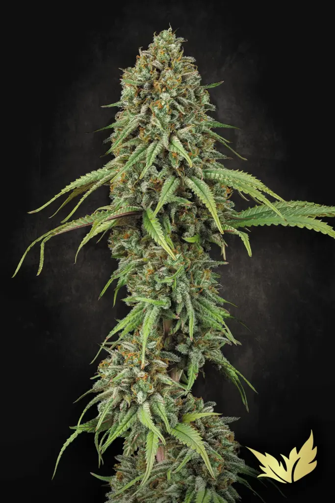 Momo von Paradise Seeds