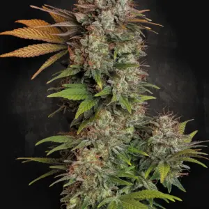 Nebula 3er Paradise Seeds