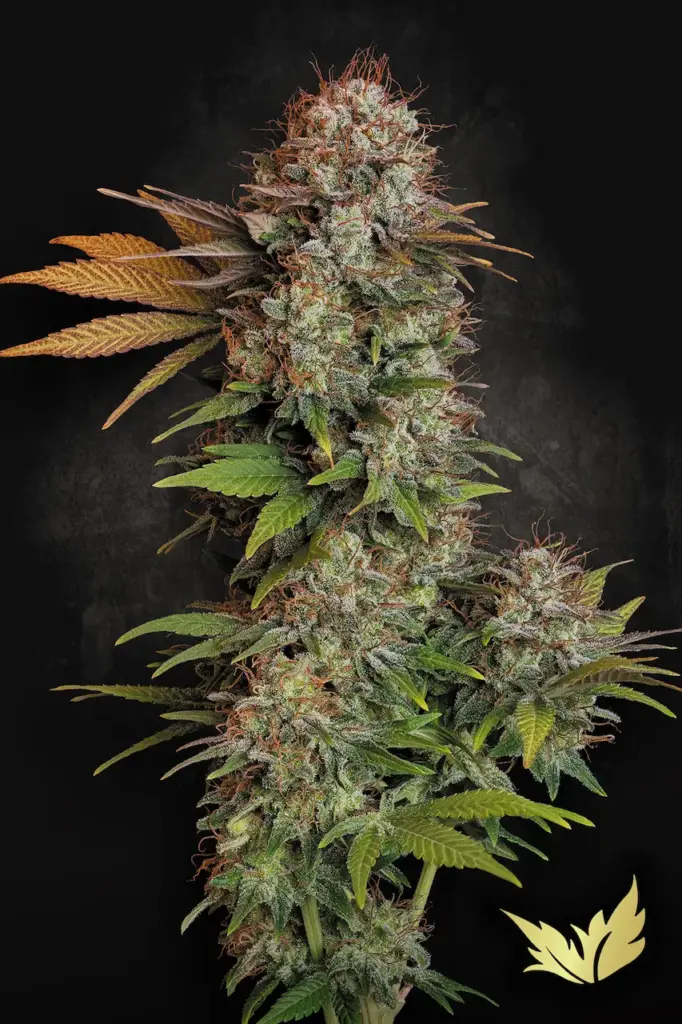 Nebula von Paradise Seeds