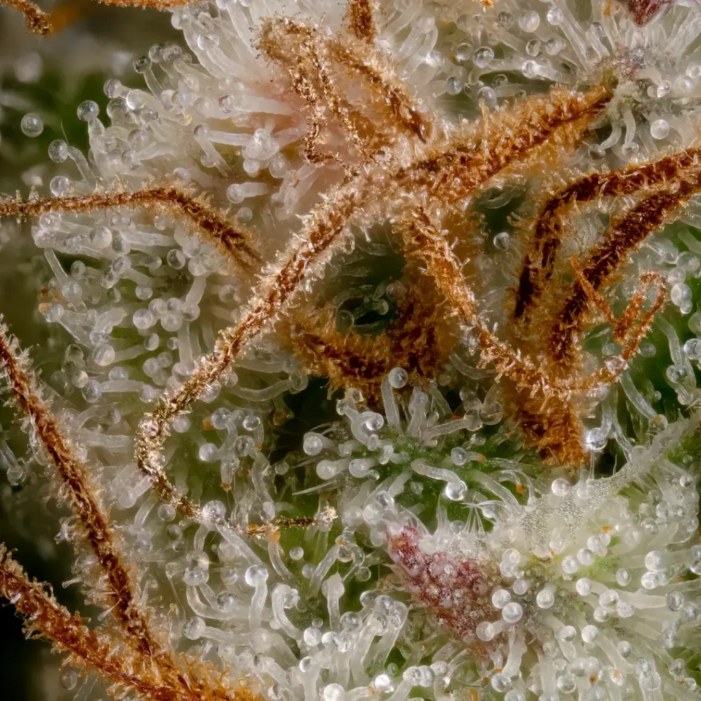 Nebula von Paradise Seeds