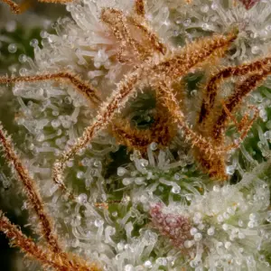 Nebula 50er Paradise Seeds