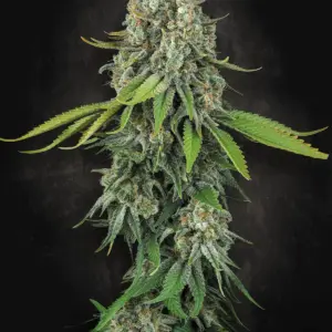 Opium 10er Paradise Seeds