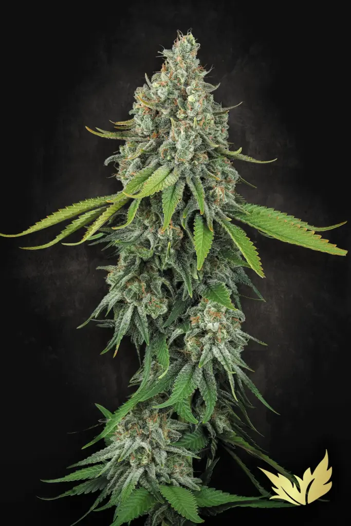 Opium von Paradise Seeds