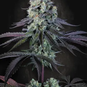 Purple Mints 10er Paradise Seeds