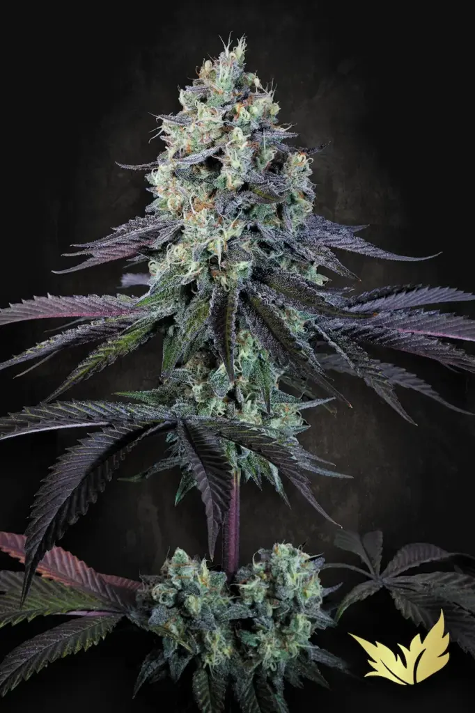 Purple Mints von Paradise Seeds