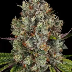 Rainbow Road 10er Paradise Seeds