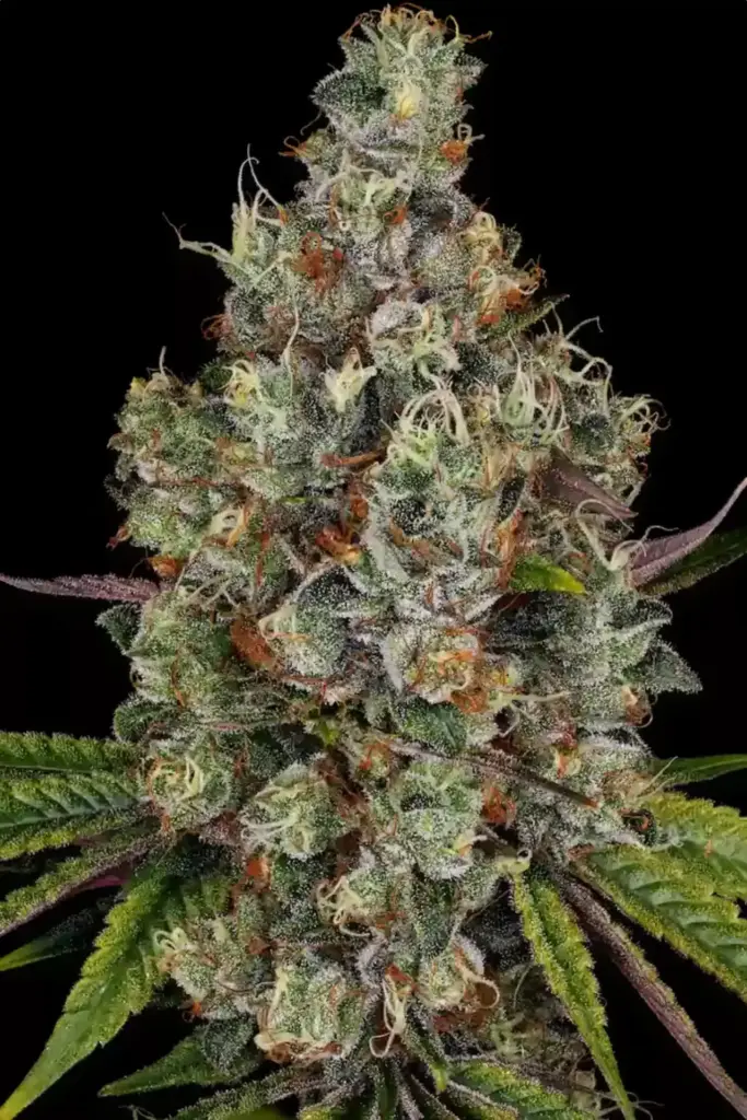 Rainbow Road von Paradise Seeds
