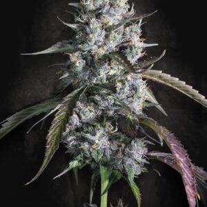 Red Velvet Auto 3er Paradise Seeds