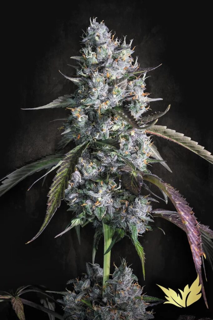Red Velvet Auto von Paradise Seeds