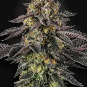 Sunset Paradise 5er Paradise Seeds