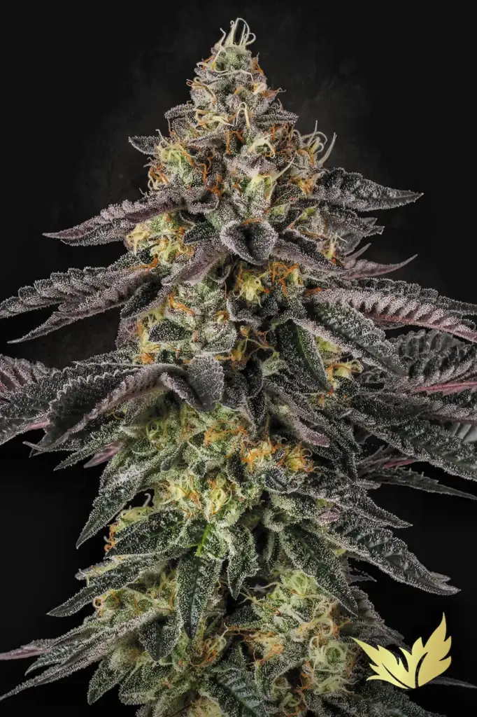 Sunset Paradise von Paradise Seeds