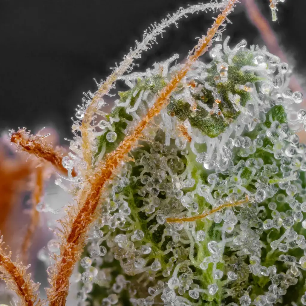 Dutch Kush von Paradise Seeds