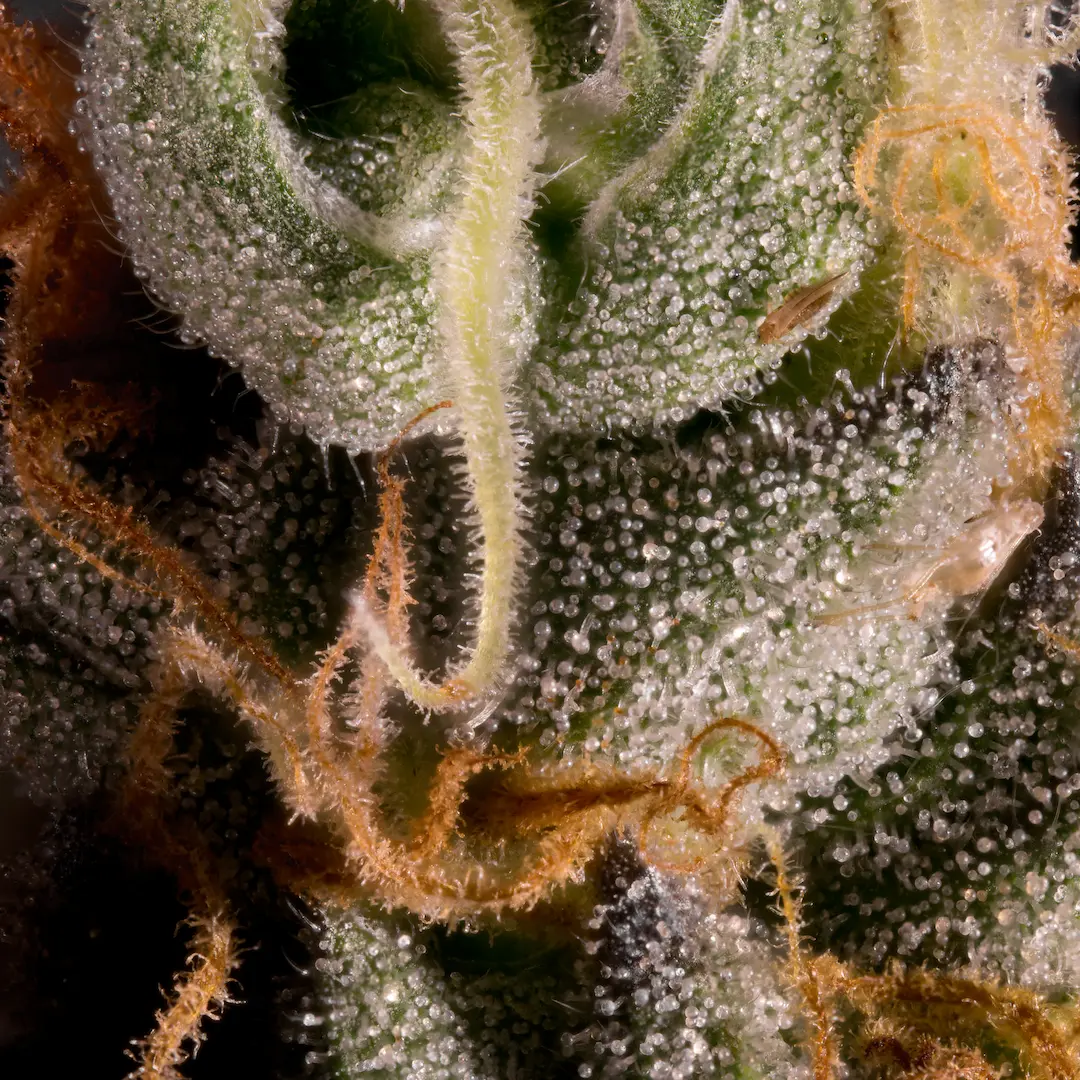 Vertigo Auto 10er Paradise Seeds – Bild 2