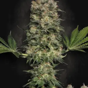 Jacky White 3er Paradise Seeds