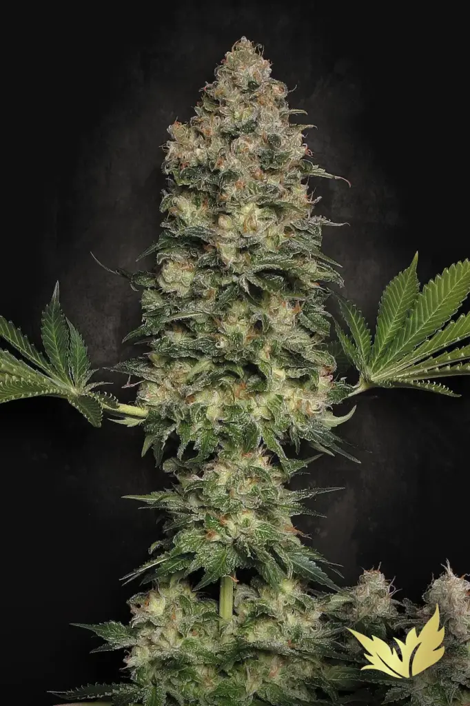 Jacky White von Paradise Seeds