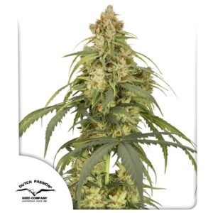 Auto CBD-Victory ® 3er Dutch Passion