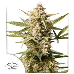 Auto Cinderella Jack ® 7er Dutch Passion