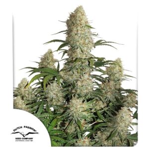 Auto Critical Orange Punch ® 7er Dutch Passion