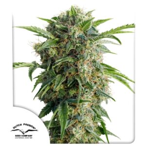 Auto Daiquiri Lime ® 100er Dutch Passion