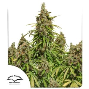 Auto Mazar ® 3er Dutch Passion