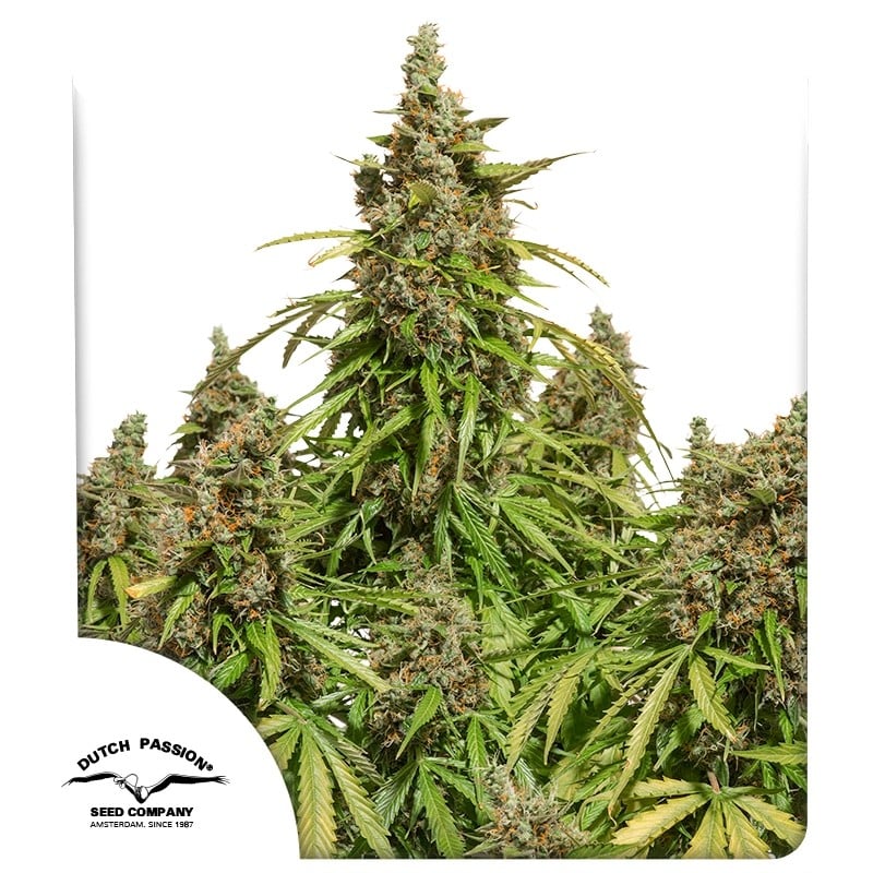 Auto Mazar ® 3er Dutch Passion