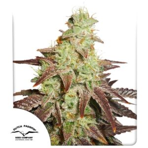 Auto Night Queen ® 3er Dutch Passion