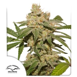 Auto Oh My Gusher ® 7er Dutch Passion