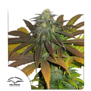 Californian Orange® 10er Dutch Passion