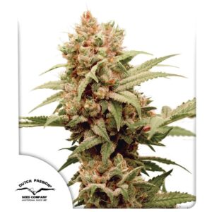 Cbg-Force ® 100er Dutch Passion