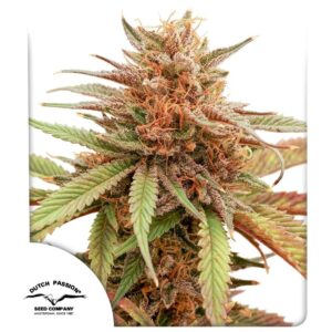 Durban Dew ® 100er Dutch Passion