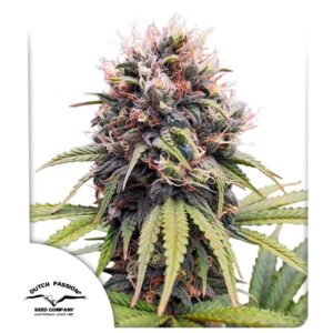 Euforia ® 100er Dutch Passion