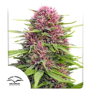 Frisian Dew Dutch Passion 3 Seeds