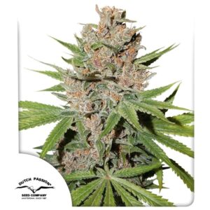 Passion Fruit ® 1er Dutch Passion