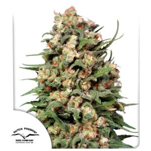 Skunk #1 ® 10er Regular Dutch Passion