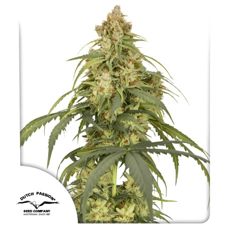 Auto CBD-Victory ® 7er Dutch Passion – Bild 2