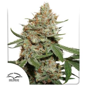 Skunk #11 ® 100er Dutch Passion