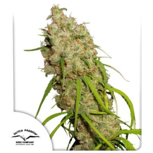 Desfran ® 100er Dutch Passion