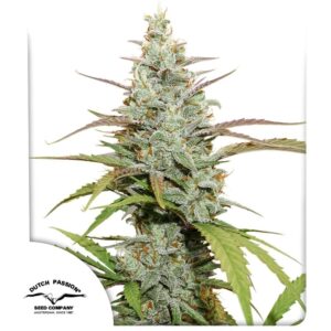 Mokum'S Tulip ® 5er Dutch Passion