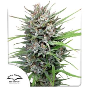 Passion #1 ® 10er Dutch Passion