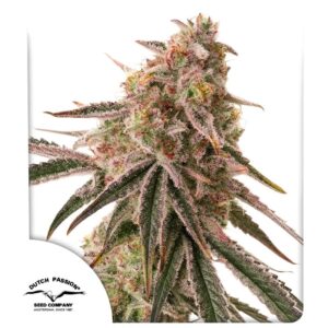 Frozen Biscotti Dutch Passion 3 Seeds